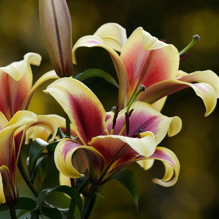 Лилия Флавия - Dolinasad.by