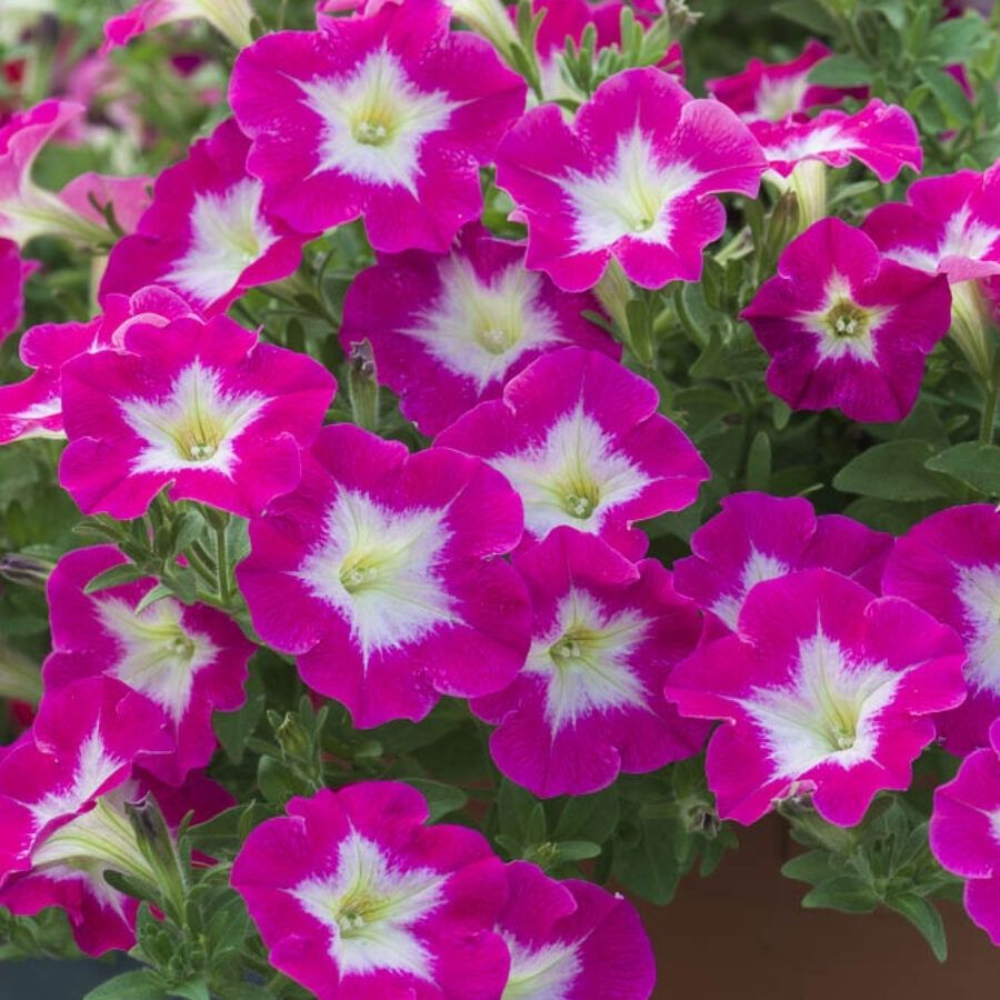 Петуния Оватион Брайт Айс - Dolinasad.by