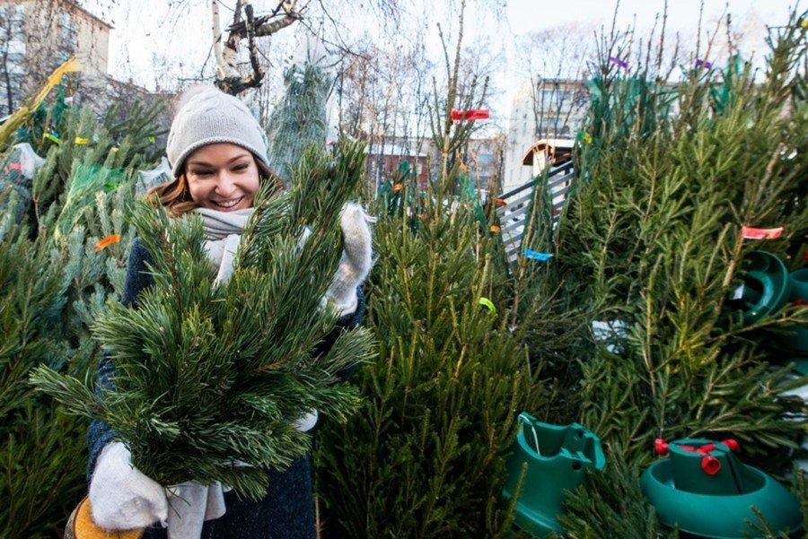 Где купить живую новогоднюю елку в Минске