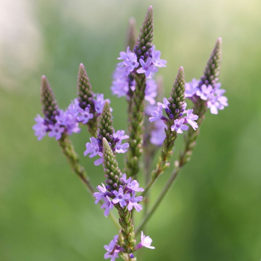 Вербена копьевидная Блю Спайрс - Dolinasad.by