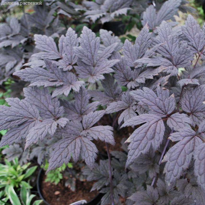 Воронец простой Пинк Спайк - Dolinasad.by