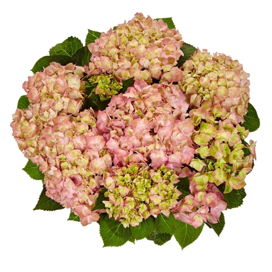 Гортензия крупнолистная Свит Липс, С2 - Dolinasad.by