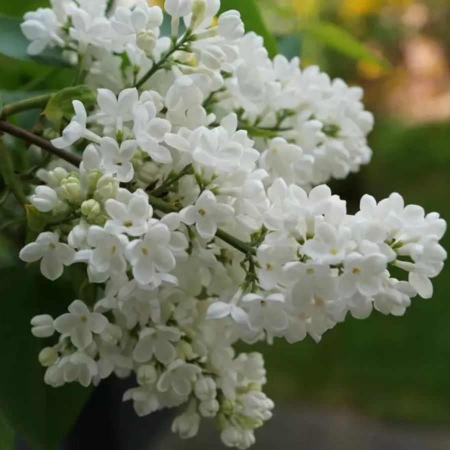 Сирень  Мадам Флорен Степман, С3 - Dolinasad.by