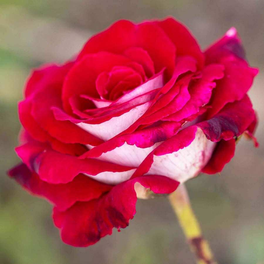 Роза штамбовая Осирия - Dolinasad.by