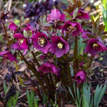 Морозник Претти Эллен Ред - Dolinasad.by