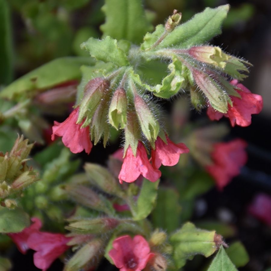 Медуница красная Редстарт - Dolinasad.by