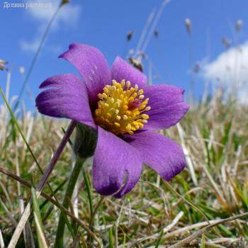 Прострел обыкновенный Розеа - Dolinasad.by