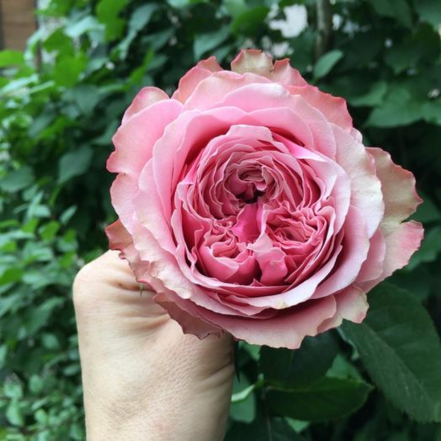 Роза Белиз Роза Белиз - Dolinasad.by