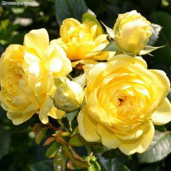 Роза Анни Дюпрей в горшке - Dolinasad.by