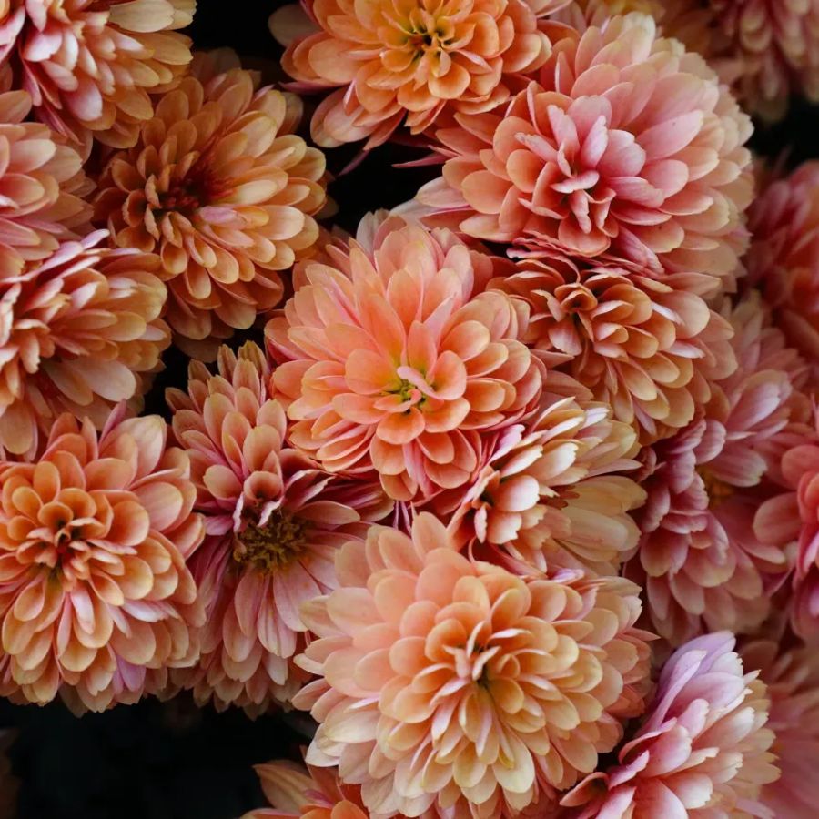 Хризантема мультифлора Персиковая - Dolinasad.by