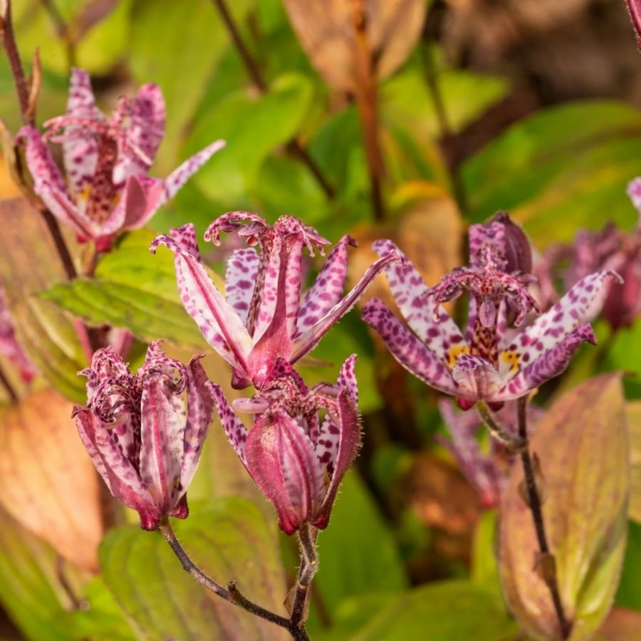 Трициртис формозский столонифера - Dolinasad.by