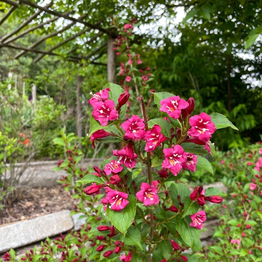 Вейгела Эвита, С3 - Dolinasad.by