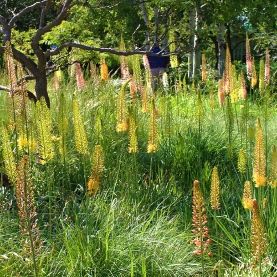 Эремурус гибридный Шелфорд - Dolinasad.by