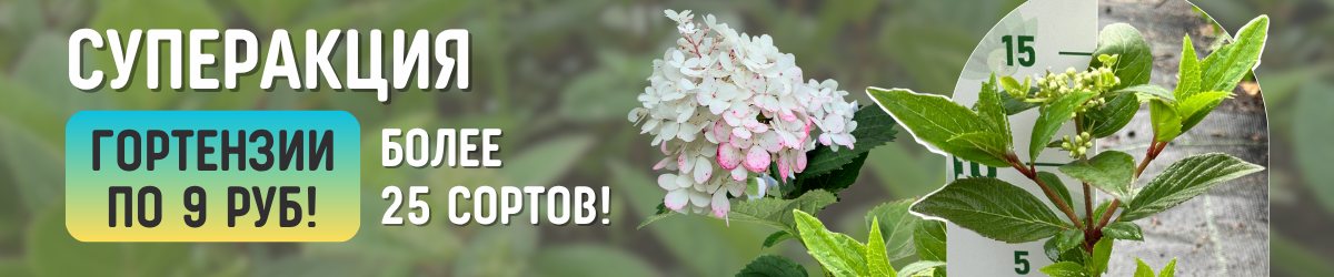 гортензии акция