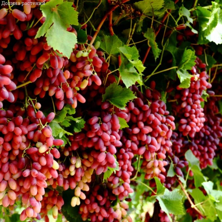 Виноград Кримссон - Dolinasad.by