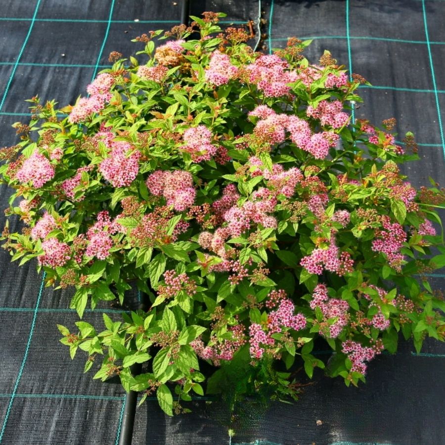 Спирея японская Манон, С3 - Dolinasad.by