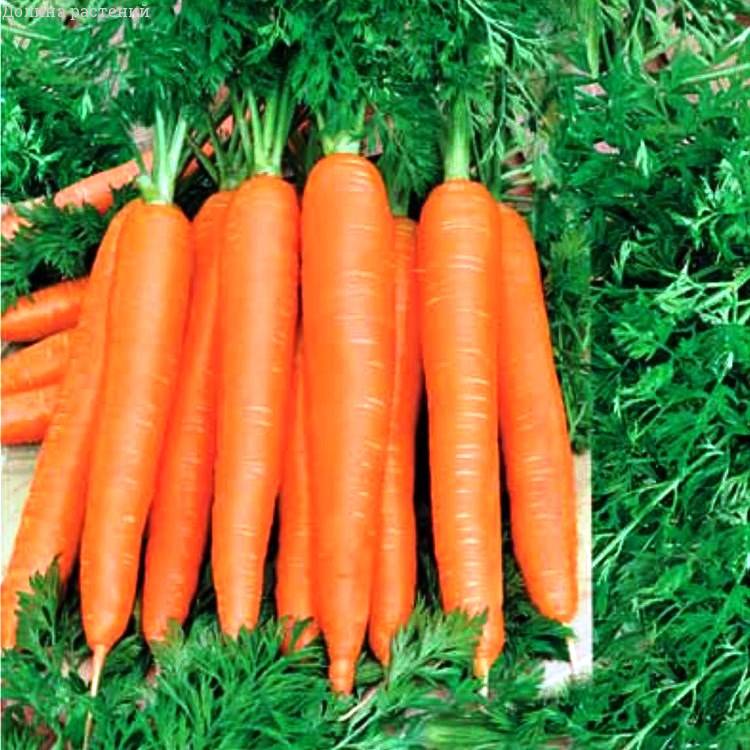 Морковь Осенний Король фото
