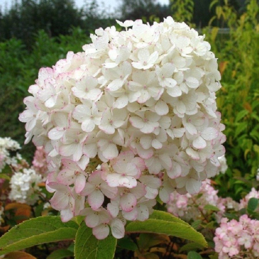 Гортензия метельчатая Бобо, С3 - Dolinasad.by
