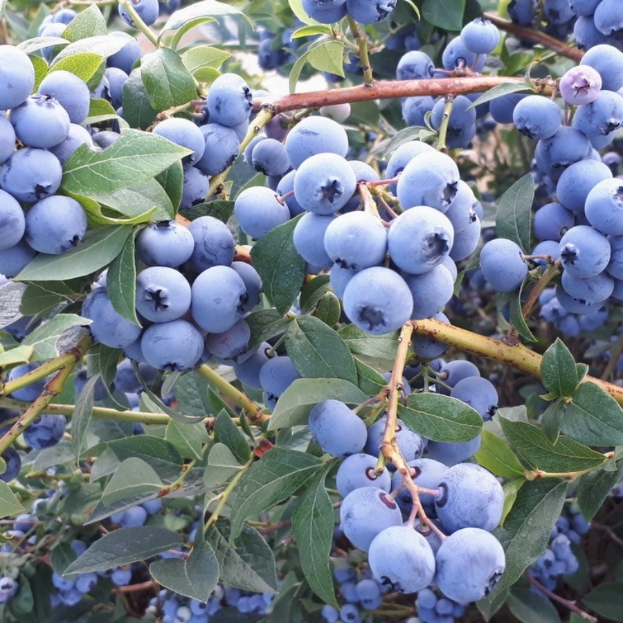 Голубика Чандлер - Dolinasad.by