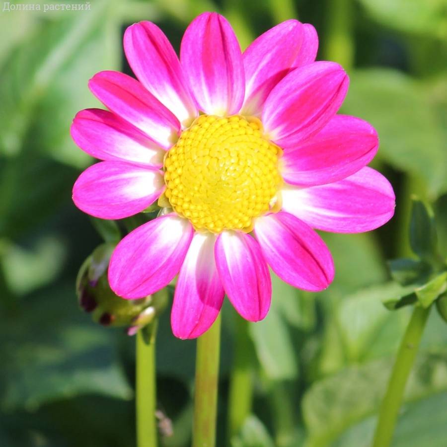 Георгина Свитхарт - Dolinasad.by