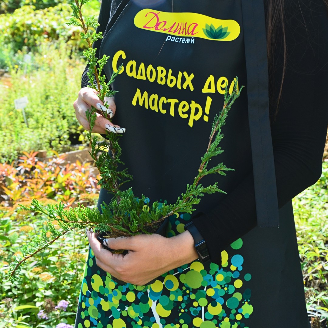 Можжевельник горизонтальный Прострата, С3 - Dolinasad.by