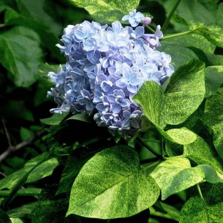 Сирень обыкновенная Аукубафолия, С3 - Dolinasad.by