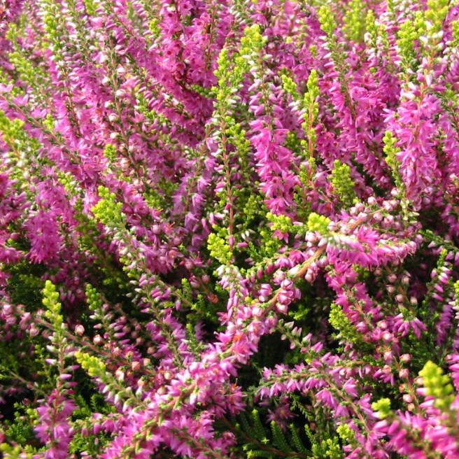 Вереск Кон Брио фото