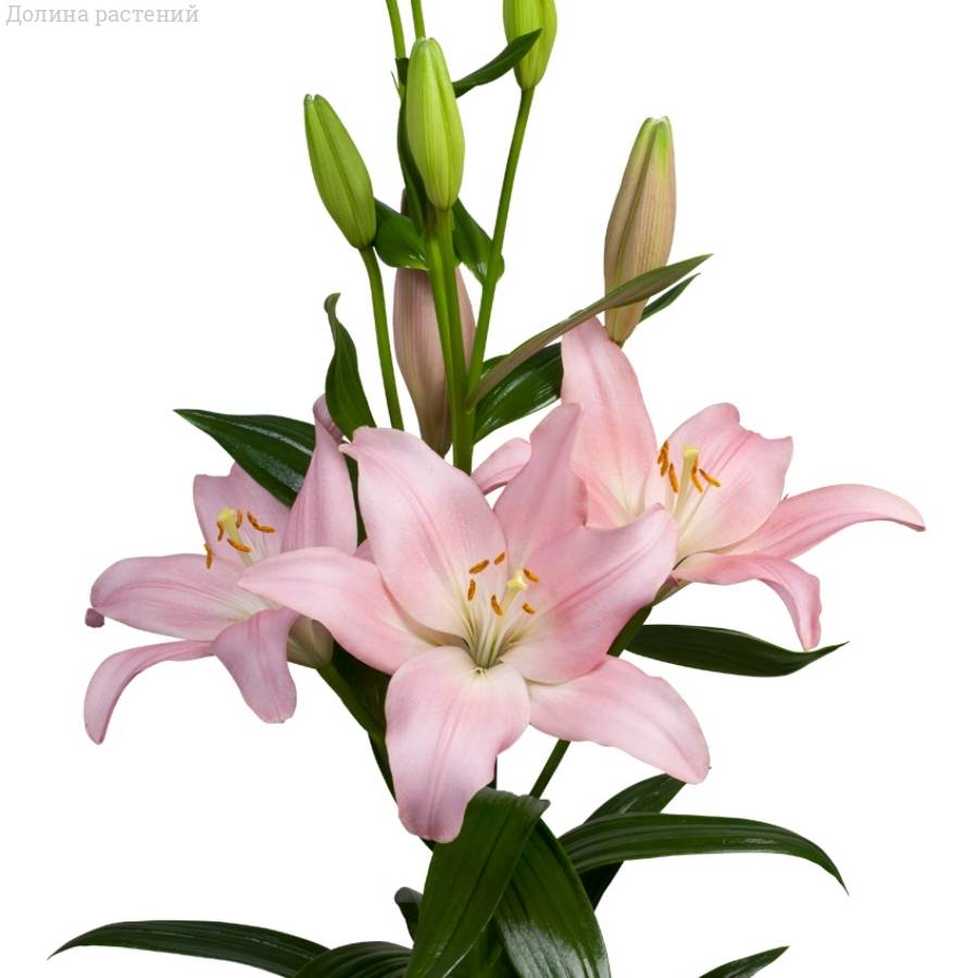 Лилия Лексингтон - Dolinasad.by