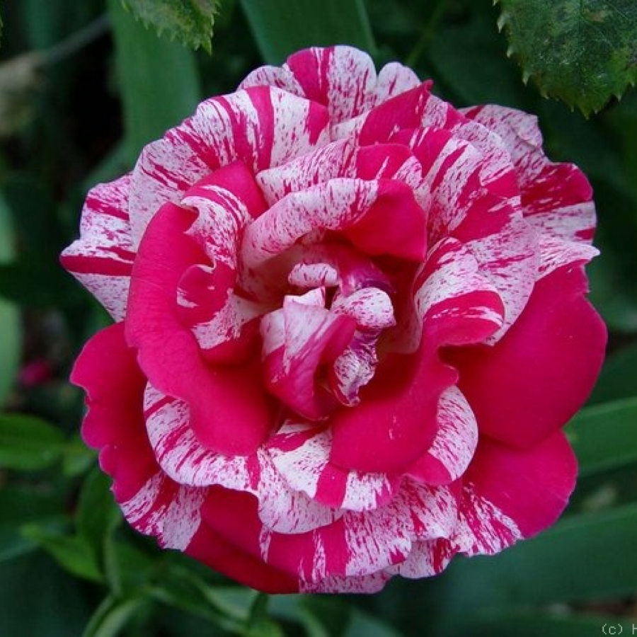 Роза штамбовая Папагено - Dolinasad.by