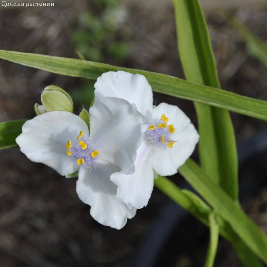 Традесканция андерсона Литл Вайт Долл - Dolinasad.by