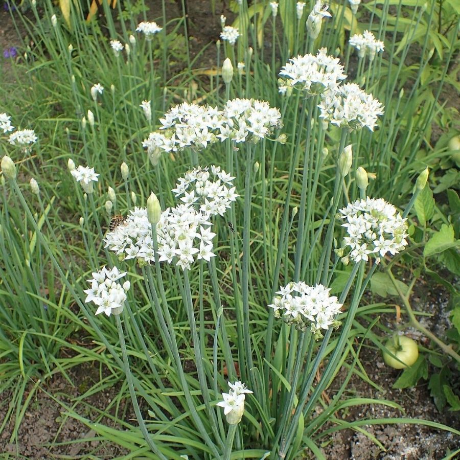 Аллиум китайский Клифс оф Довер - Dolinasad.by