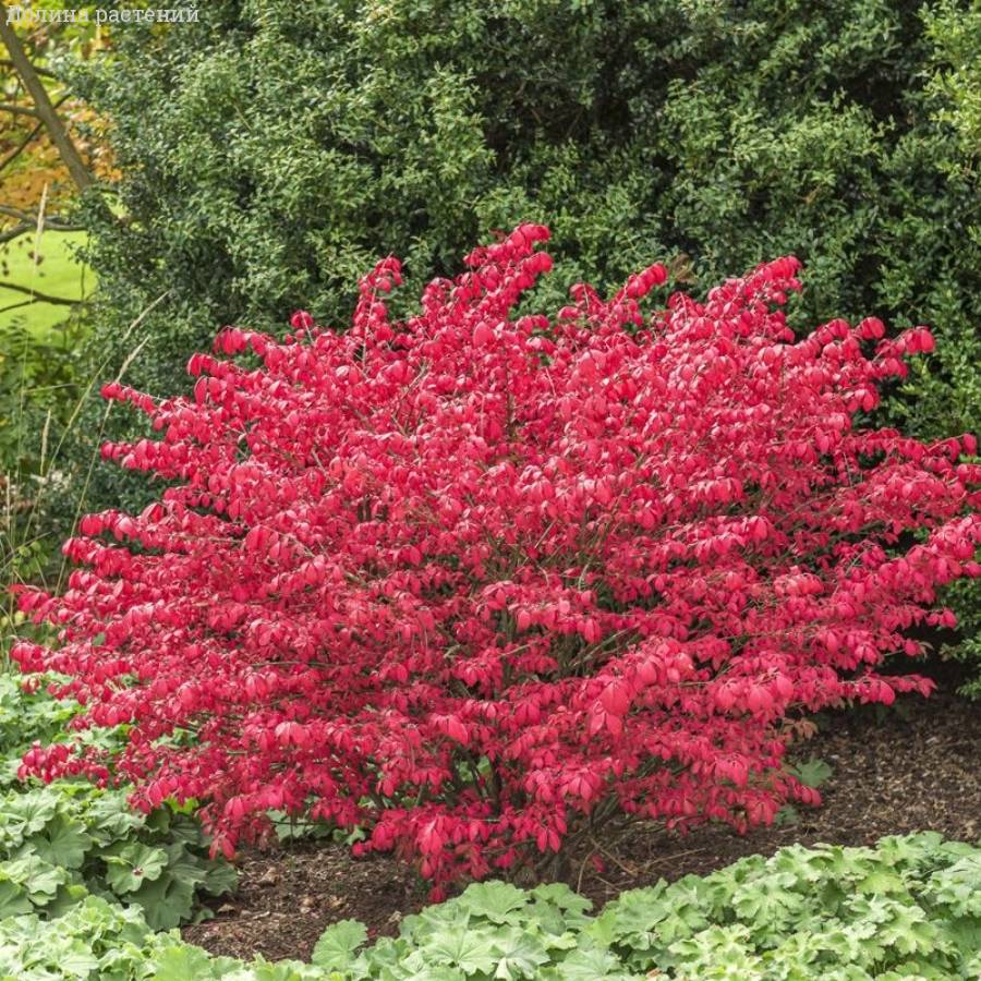 Бересклет крылатый Компактус, С3 - Dolinasad.by