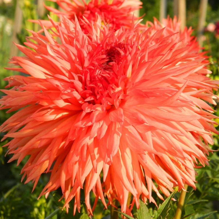 Георгина Оранж Мармелад - Dolinasad.by