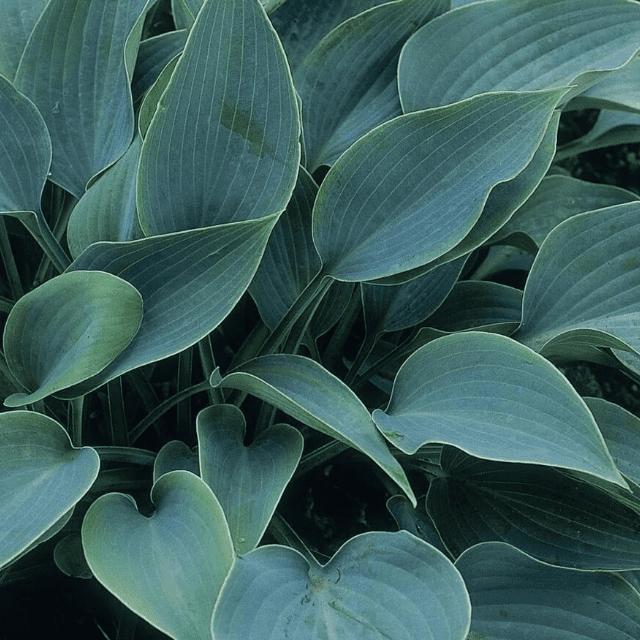 Хоста Халцион – прекрасный многолетний кустарник, вырастающий до 50 см в высоту. Она выгодно выделяется среди остальных растений не только своим внешним видом, но и характеристиками. Ее глубокая голубизна и сердцеобразная форма листьев не могут не привлек