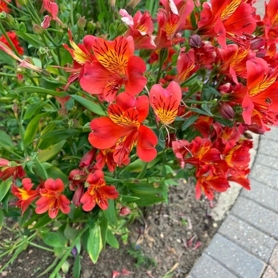 Альстромерия Марс - Dolinasad.by