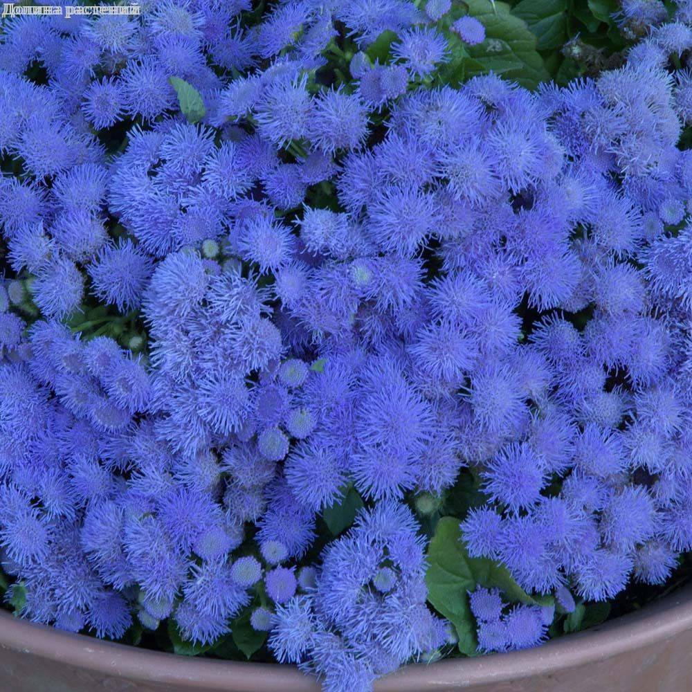 Купить семена Агератум Голубая Муфточка в каталоге семян однолетних цветов  с доставкой почтой