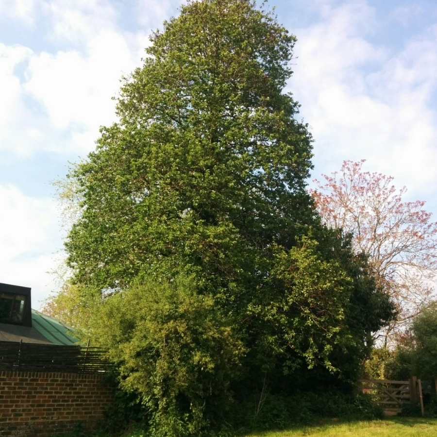 Ольха сердцелистная, С3 - Dolinasad.by