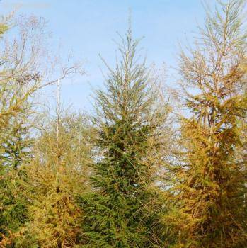 Лиственница Кемпфера фото