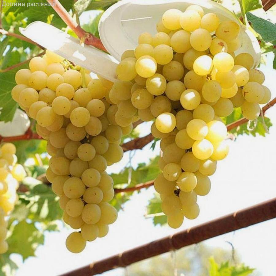 Виноград Мускат Италия - Dolinasad.by