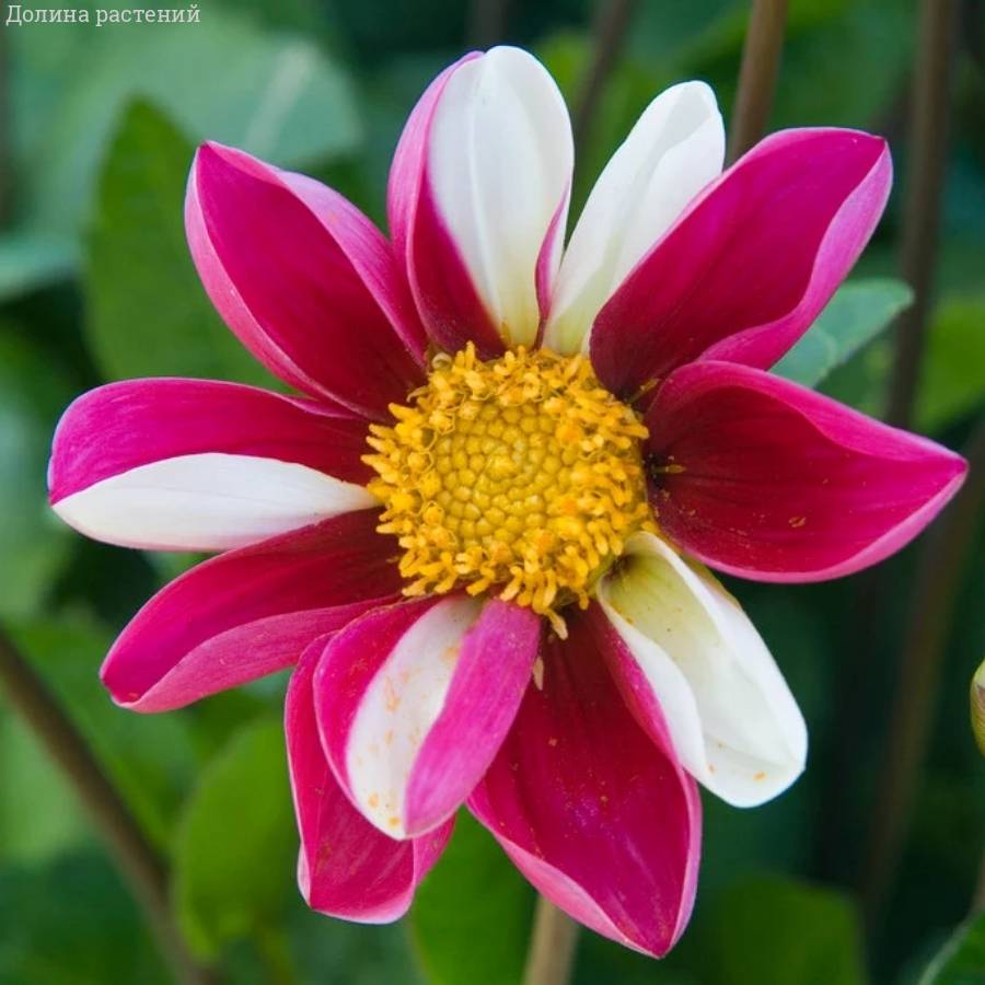 Георгина Твайнингс Смарти - Dolinasad.by