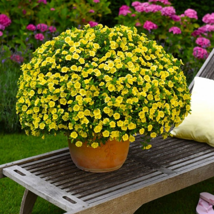 Калибрахоа Алоха Дабл  Китрик - Dolinasad.by