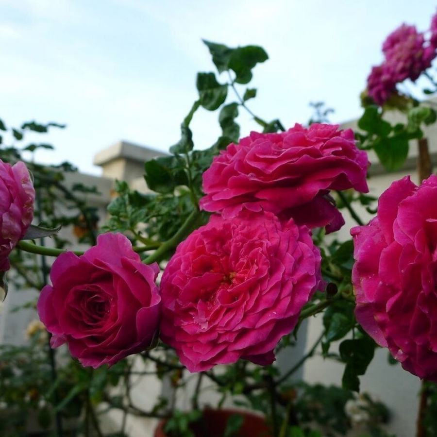 Роза Кейт - Dolinasad.by