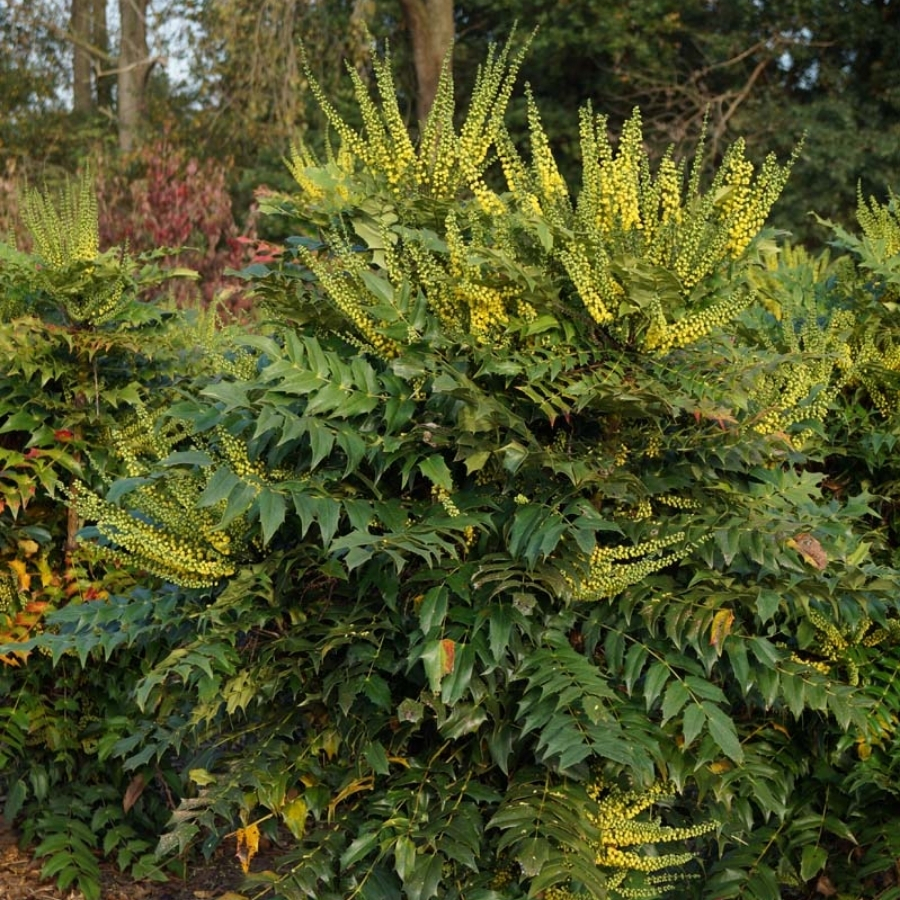 Магония Винтер Сан - Dolinasad.by