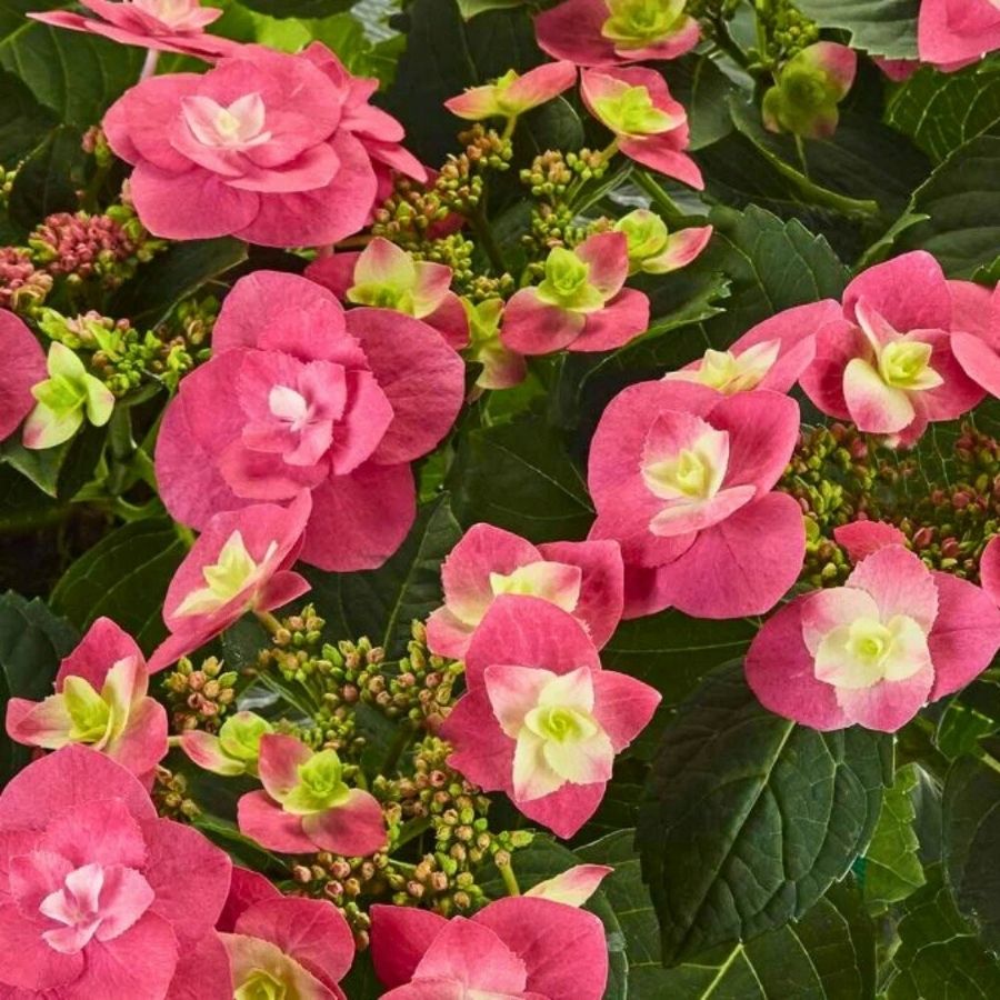 Гортензия крупнолистная Флейм Хот Пинк, С2 - Dolinasad.by