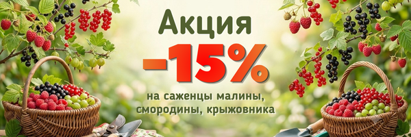 плодовые кустарники предзаказ