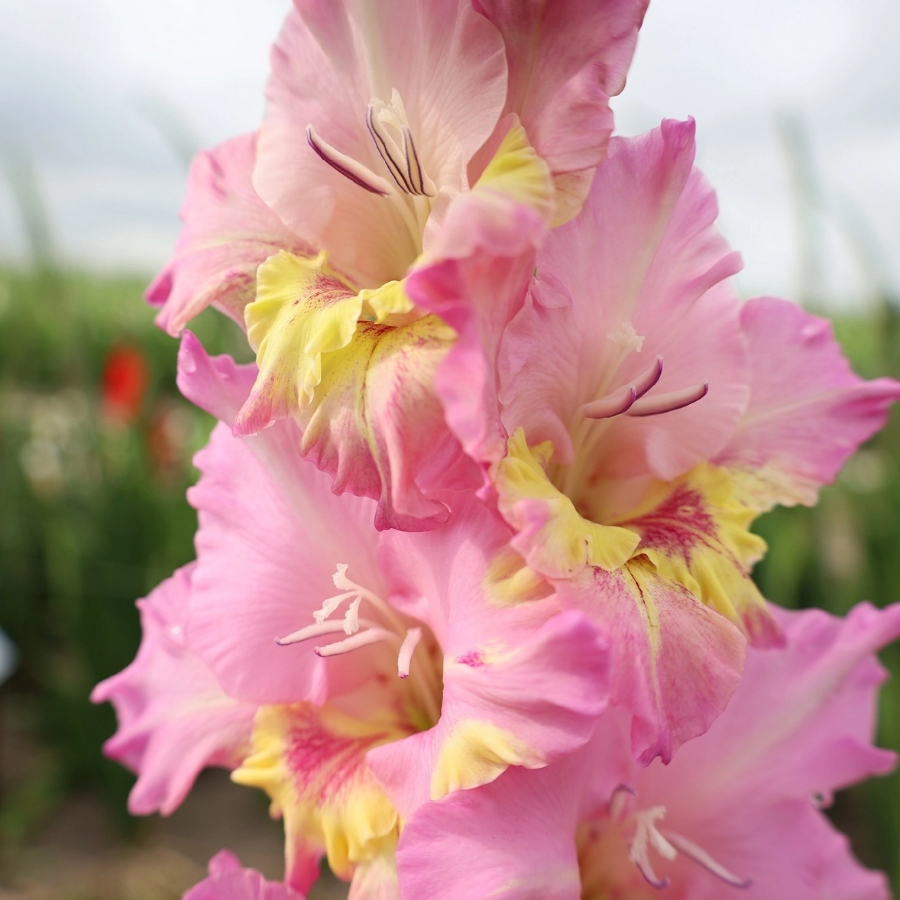 Гладиолус Хэппи Диско - Dolinasad.by