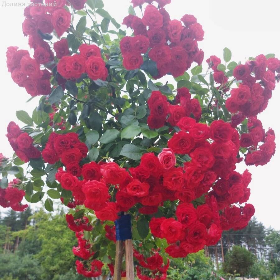 Роза штамбовая Скарлет - Dolinasad.by