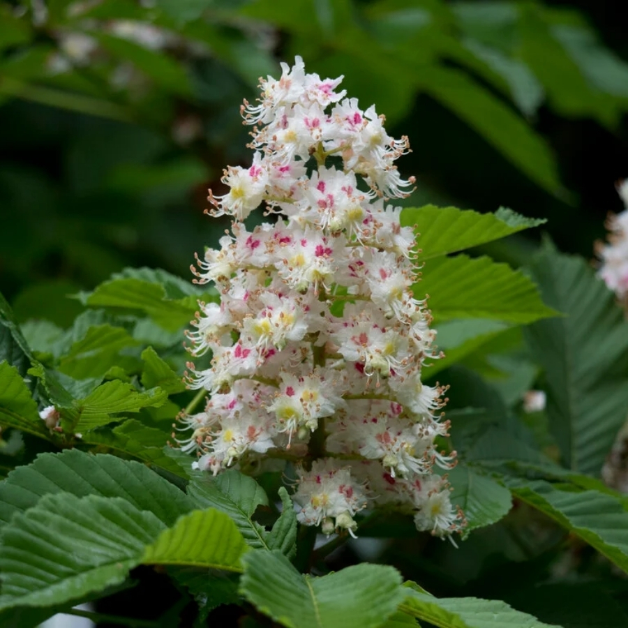 Конский каштан обыкновенный, С3 - Dolinasad.by
