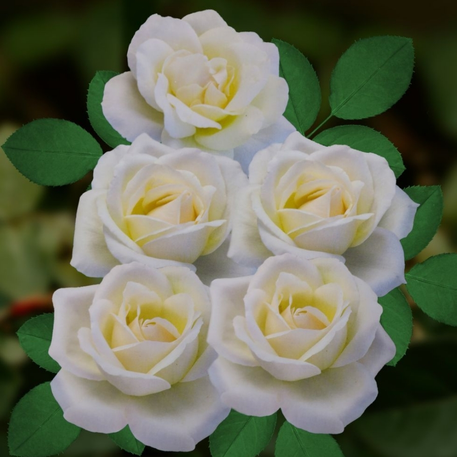 Роза Белый Медведь (аромат) - Dolinasad.by