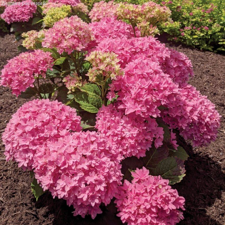 Гортензия крупнолистная Мэджикал Фарфалла, С2 - Dolinasad.by